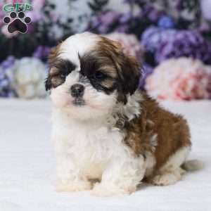 Rambo, Shih Tzu Puppy